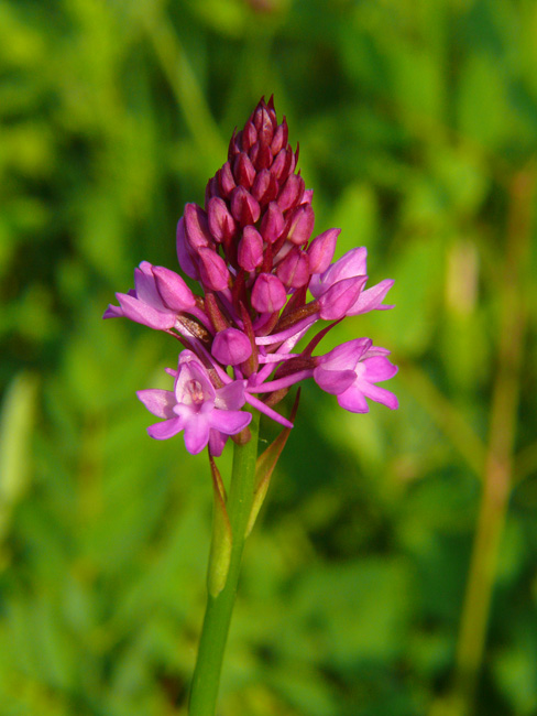 Platanthera chlorantha & Platanthera  bifolia